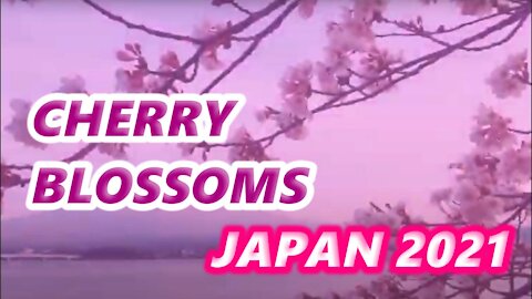 CHERRY BLOSSOM 2021 - YOKOHAMA I JAPAN #eljun