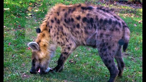 Hungry hyena demonstrates his powerful jaws as he eats his meal