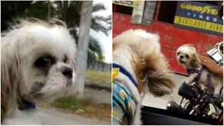 Epic mid-road barking battle between dogs