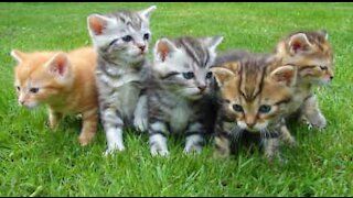 Sept adorables chatons suivent en ligne leur maître