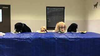 Puppies try watermelon for the first time ever