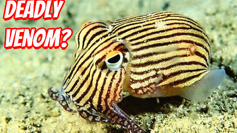 How Deadly is the Striped Pyjama Squid