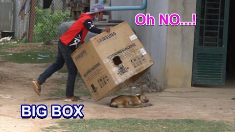 Super Huge Box vs Prank Sleep Dogs