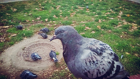 I again met an eyeless pigeon in a year and a half.