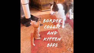 Patient Border Collie plays with Kitten