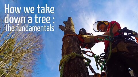 How we remove a tree #3 : The fundamentals