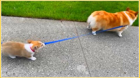Cute and adorable corgi guide bff for a walk at the park