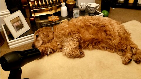 Cocker Spaniel Absolutely Loves Her Unique Christmas Present