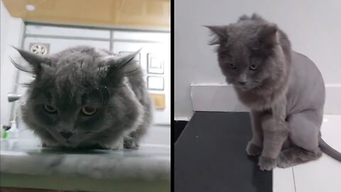 This cat transformed from silly to boss bitch
