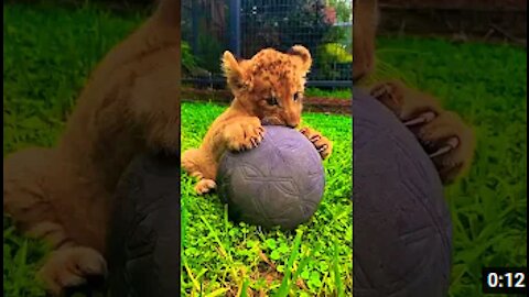 you love animals ? cute animals video | TikTok Compilations | #shorts #animals #tiktok