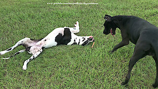 Energetic Great Danes Wrestle and Argue About a Stick