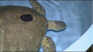 Loggerhead Marinelife Center in national spotlight