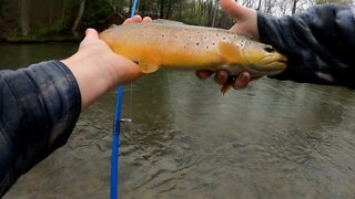 Great Rainy Day Trout Fishing part 2