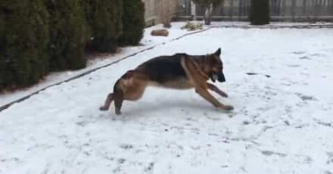 Cache-cache dans la neige avec un berger allemand