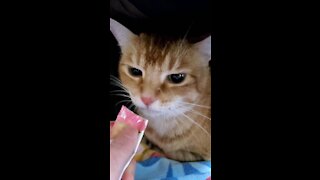 Cat angry eating