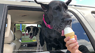 Great Dane Politely Licks DQ Ice Cream Cone