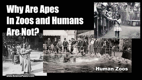 Why Do We Put Apes in Zoos, But Not Humans?