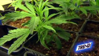 THE TREND: Could 10k signatures legalize medicinal marijuana in Kern County?