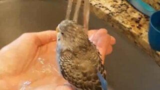 Parakeet takes refreshing shower in the sink
