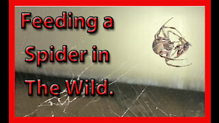 Feeding a Spider In The Wild