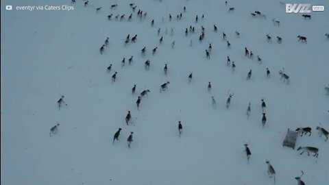 Grupo de renas segue mota de neve
