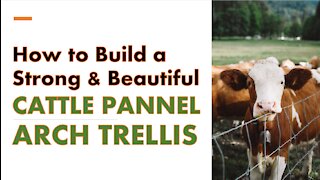 How to Build a Strong and Beautiful CATTLE PANNEL ARCH TRELLIS