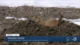 Boulder asking for public input to stem prairie dog invasion