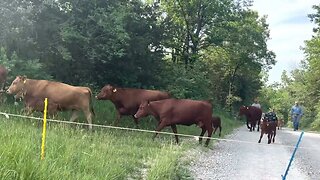 Cattle drive on Memorial Day and a salute to our veterans.