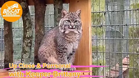Happy New Year 2023 - Big Cat Rescue LIVE Q&A with Brittany at Big Cat Rescue 01 01 2023