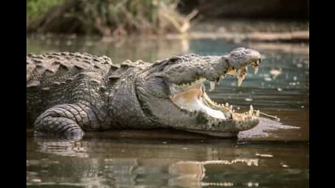 Krokodille styrer showet: Den største reptil på Jorden