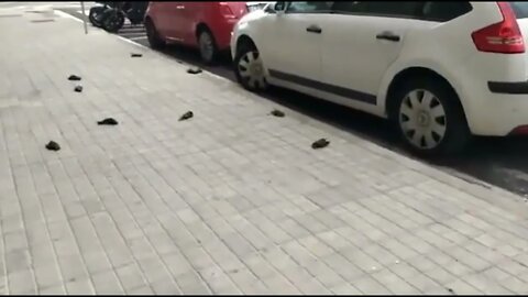 BARCELONA/SPAIN: BIRDS FALL DEAD FROM THE SKY!In recent years, there have been repeated reports