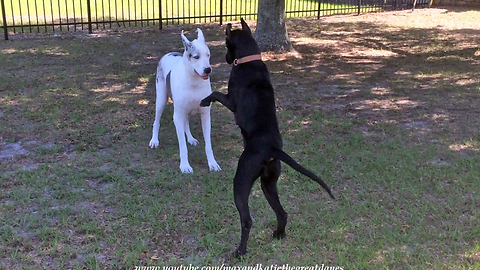 Puppy Has Difficulties Convincing Senior Great Dane To Play