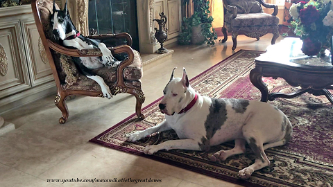 Yawning Great Danes Enjoy a Lazy Afternoon Together