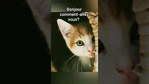 Bonjour comment-allez vous?