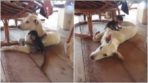 Cucciolo di scimmia rimasto orfano gioca con cane in Cambogia