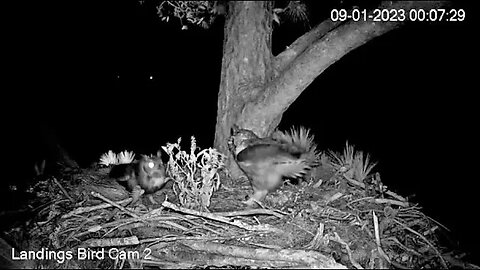 The Owls Return-Cam Two 🦉 09/01/23 00:03
