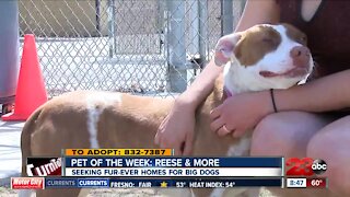 Pet of the Week: Fur-ever homes for big dogs