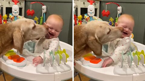Elderly Dog Gives Baby Kisses In Special Viral Video