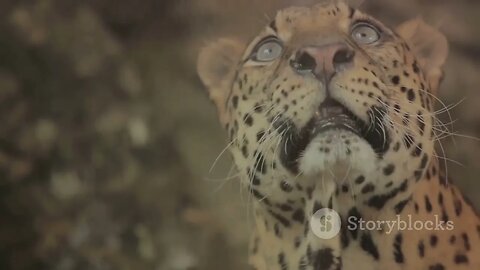 Jungle Journeys: Tracking Indonesia's Elusive Wild Cats