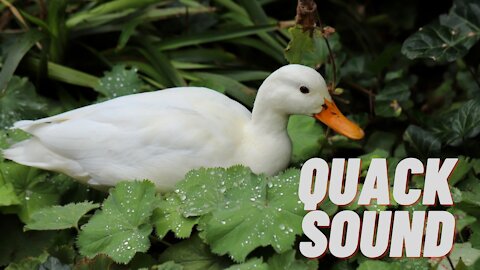 Duck Sounds For Dogs | Ducks Quacking Sound Effect | Kingdom Of Awais