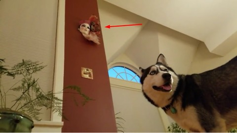 Siberian Husky weirdly intimidated by Venetian mask