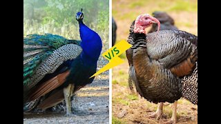 Peacock Fight With Turkey