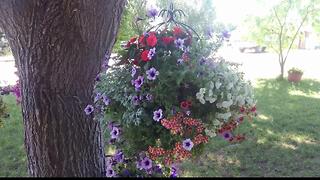 Wedding flowers stolen from Nampa business