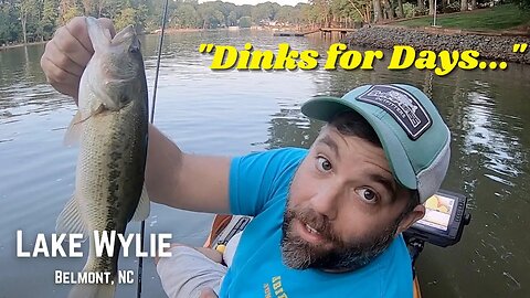 Fun Kayak Fishing on Lake Wylie - Catching Lots of Dinks - Using the Shakey Head and Dropshot