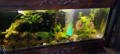 my first and prize fish tank