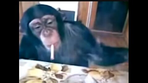 Most funniest video ever monkey's]Monkey 🙊 funniest videos #funniest videos #monkey's