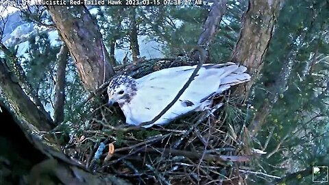 Angel and Her Mate-Nest Building 🌲 03/15/23 07:36