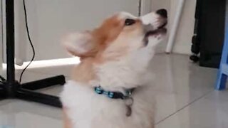 Corgi learns to howl like a husky!