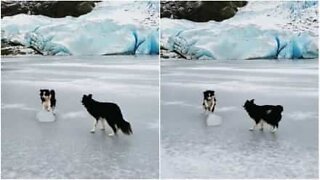 This dog is ready to join the Olympic curling team!