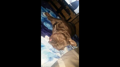Bulldog snores like a human